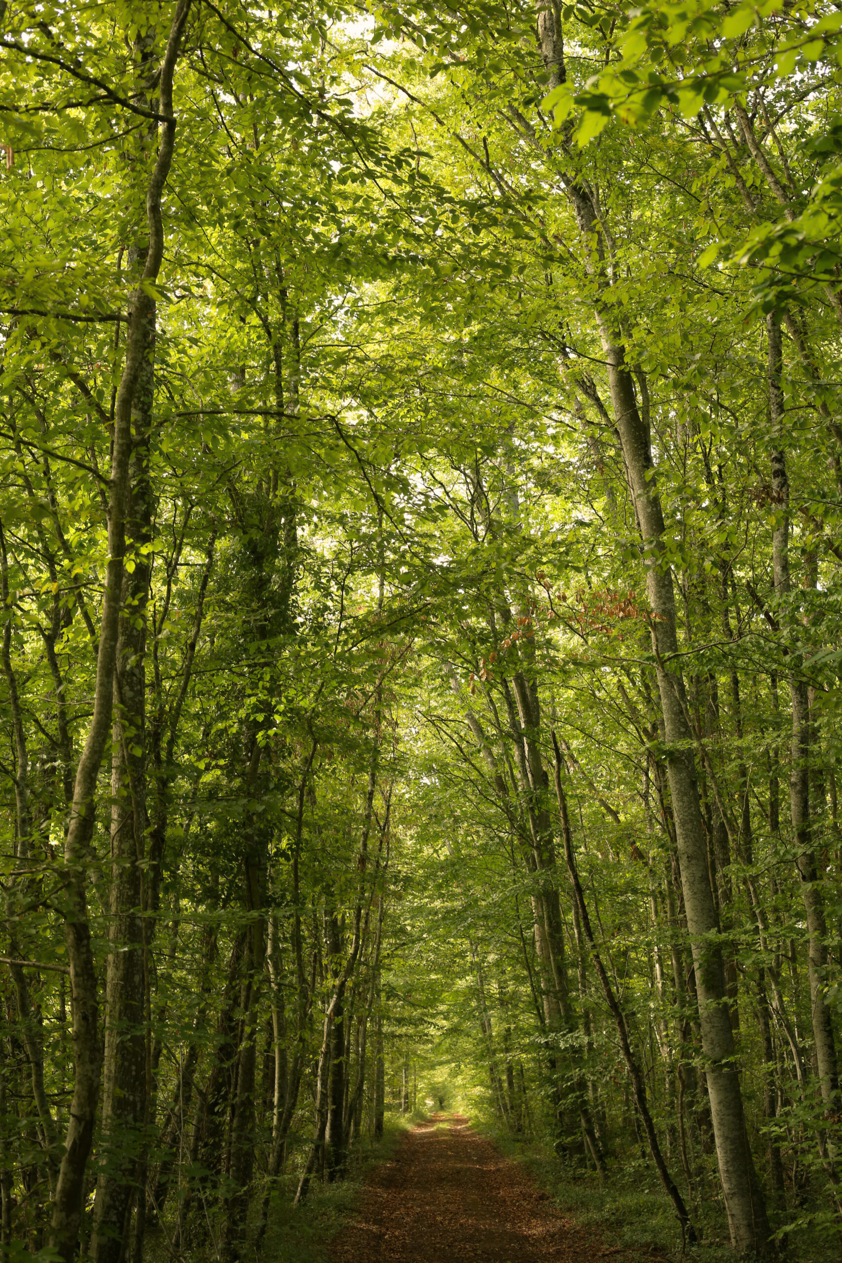 forêt-nature-yoga Lucie Paimblanc, coach holistique et prof de yoga, à Toulouse et en ligne